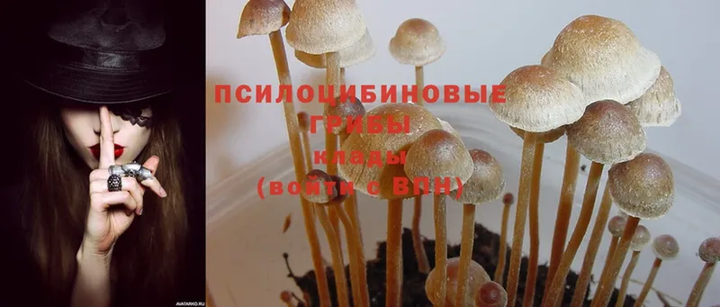 Псилоцибиновые грибы Psilocybe  Энгельс 